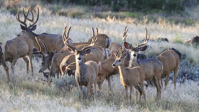 Ch. 9 - Velvet Mule Deer in August