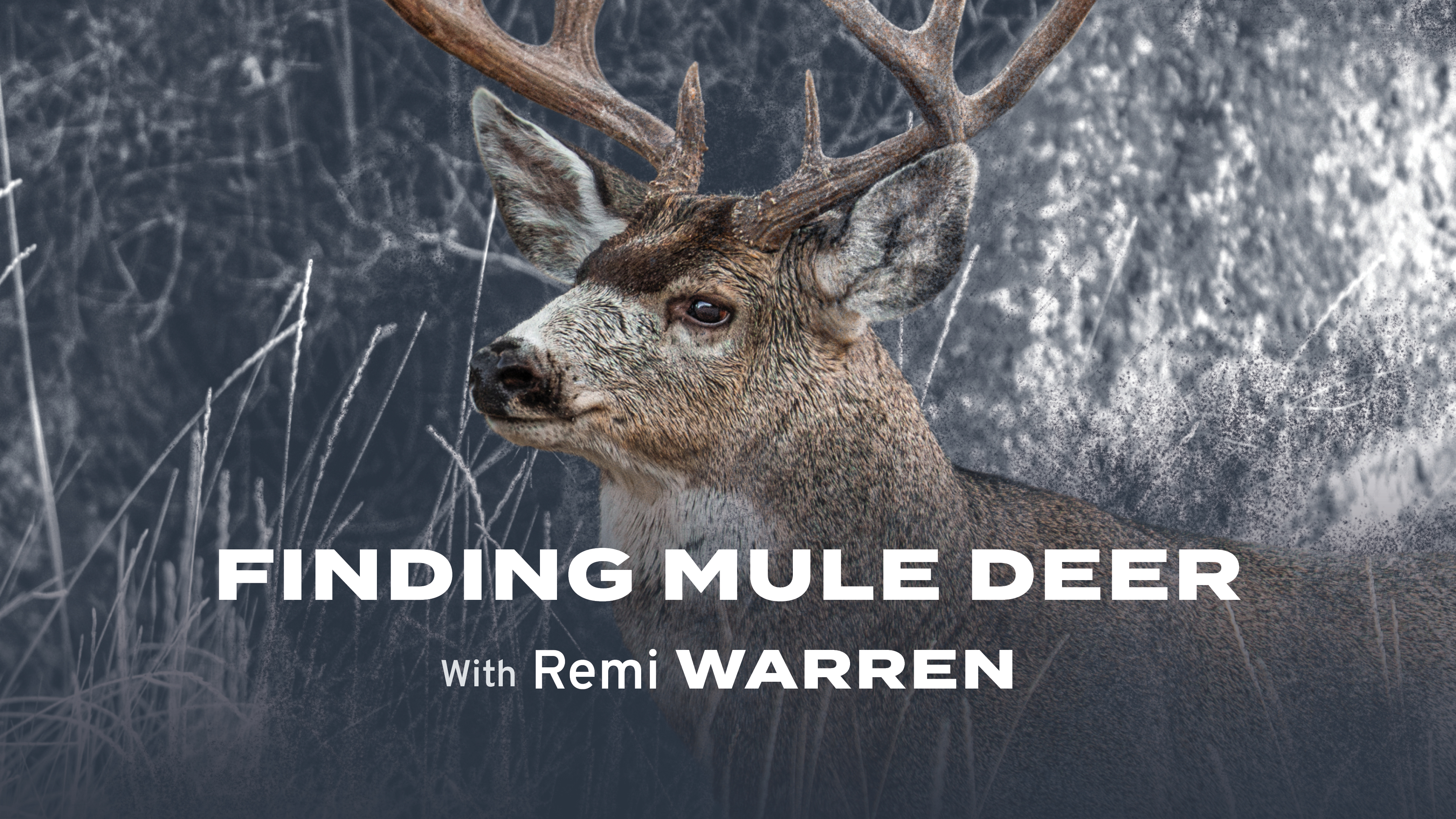 Finding Mule Deer with Remi Warren
