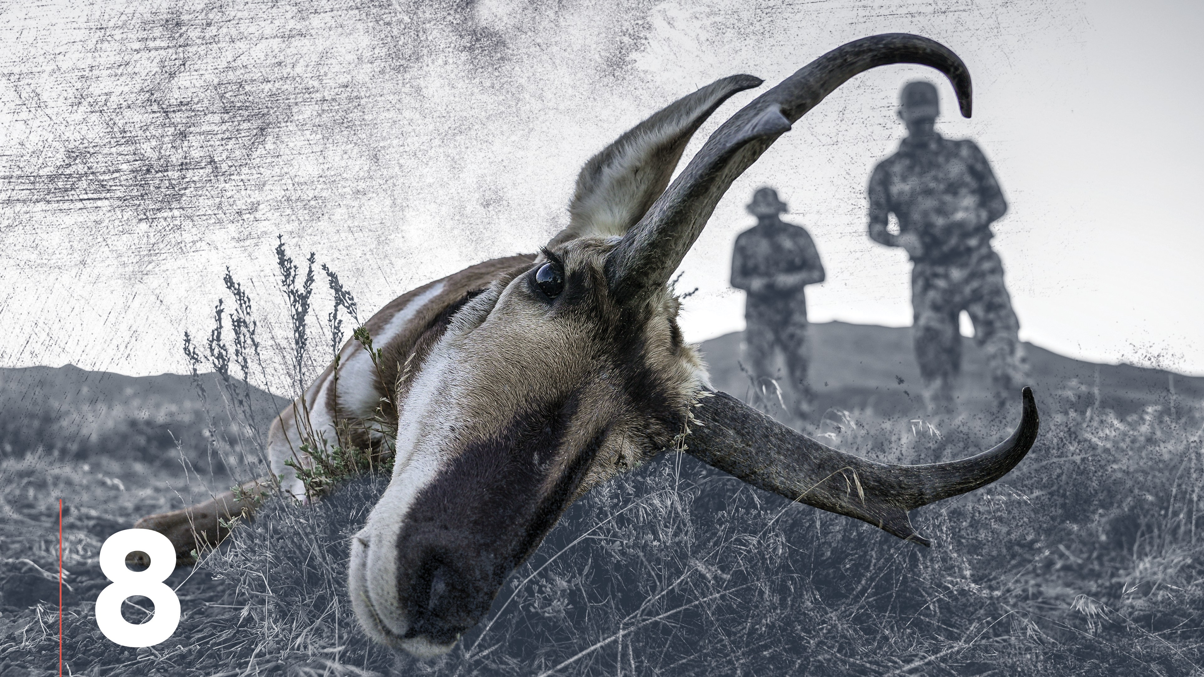 Archery Pronghorn Antelope Hunting