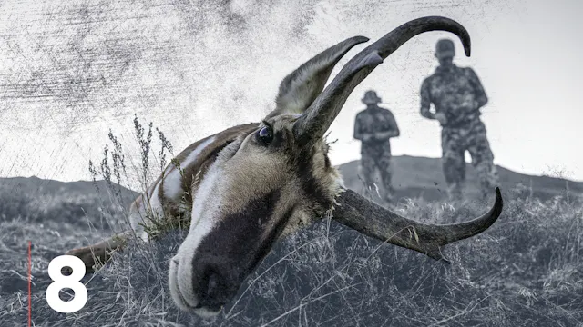 Archery Pronghorn Antelope Hunting