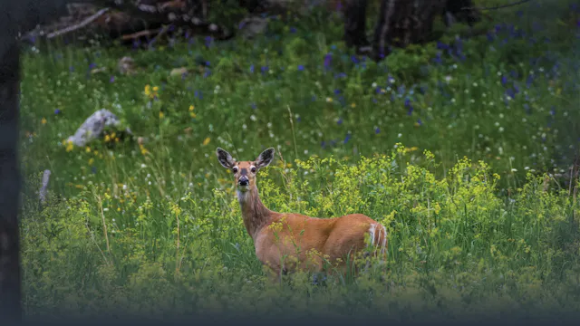 Spring Scouting for Whitetail Deer