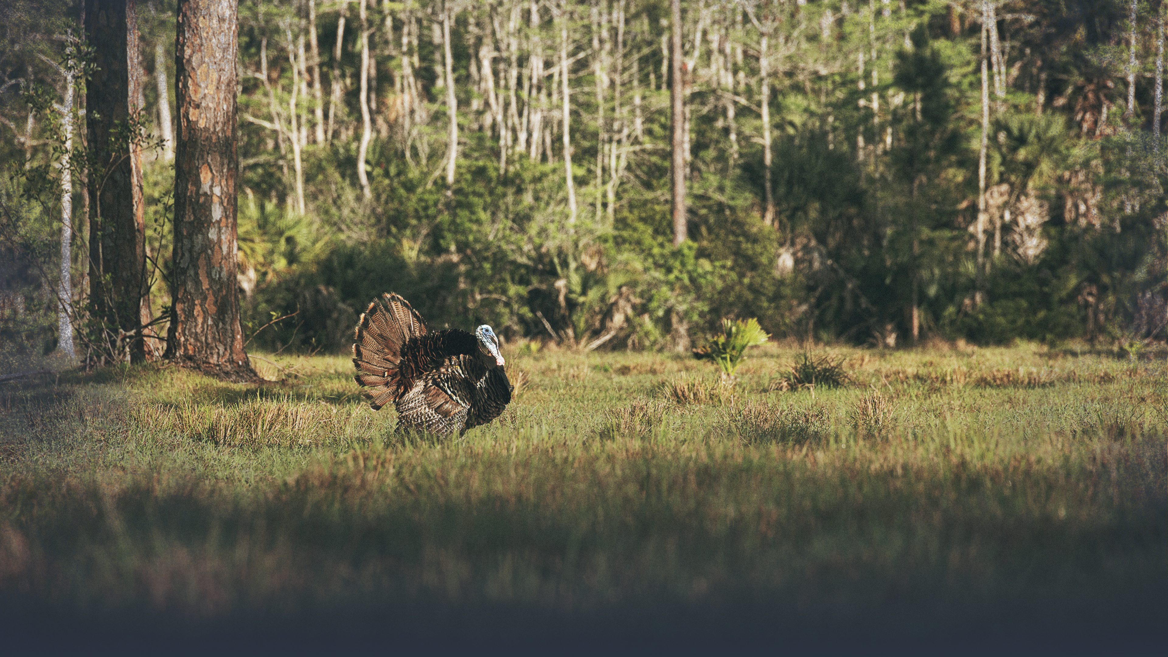 Hung-Up Turkeys