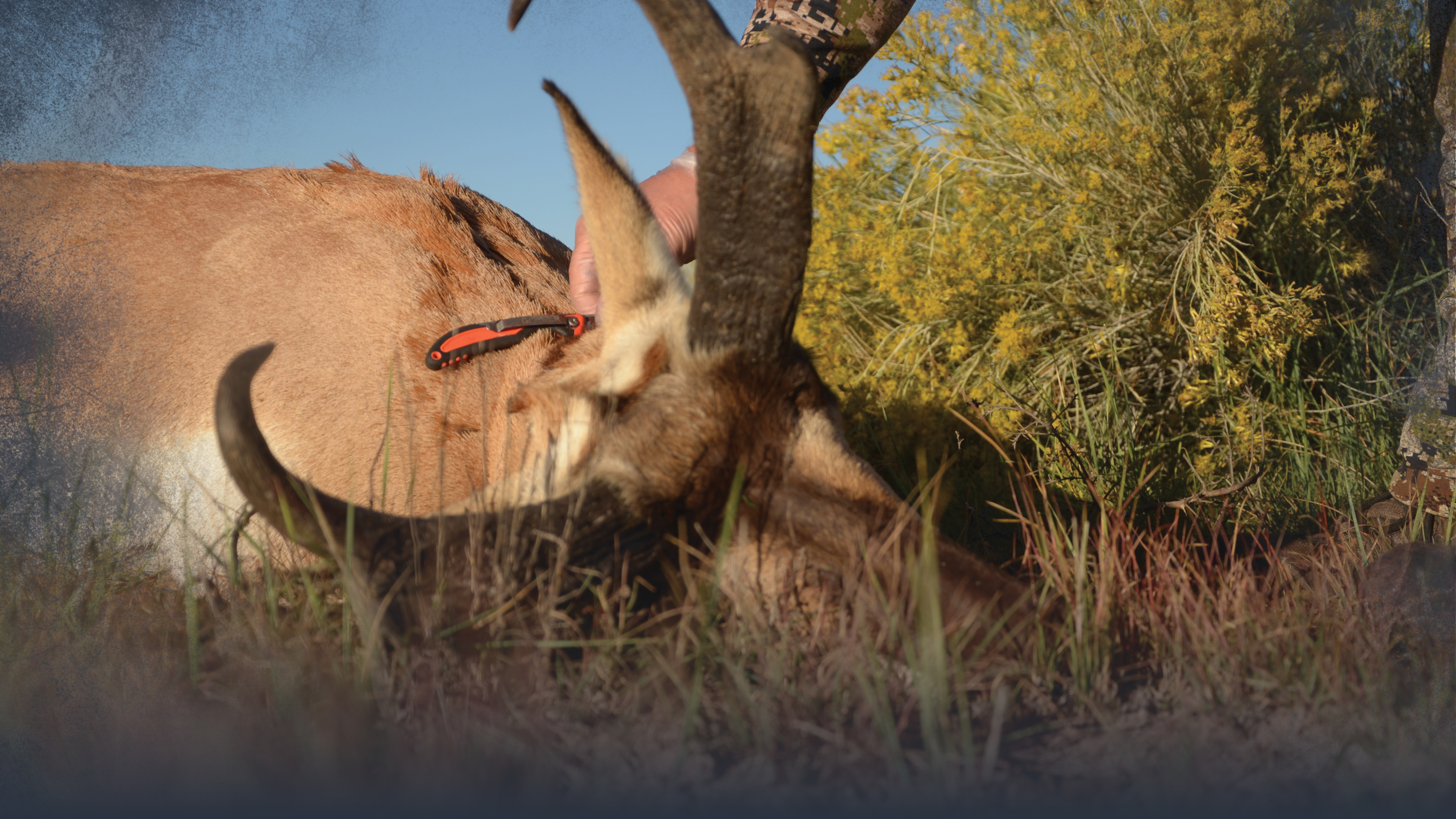 After the Shot: Meat & Trophy Care