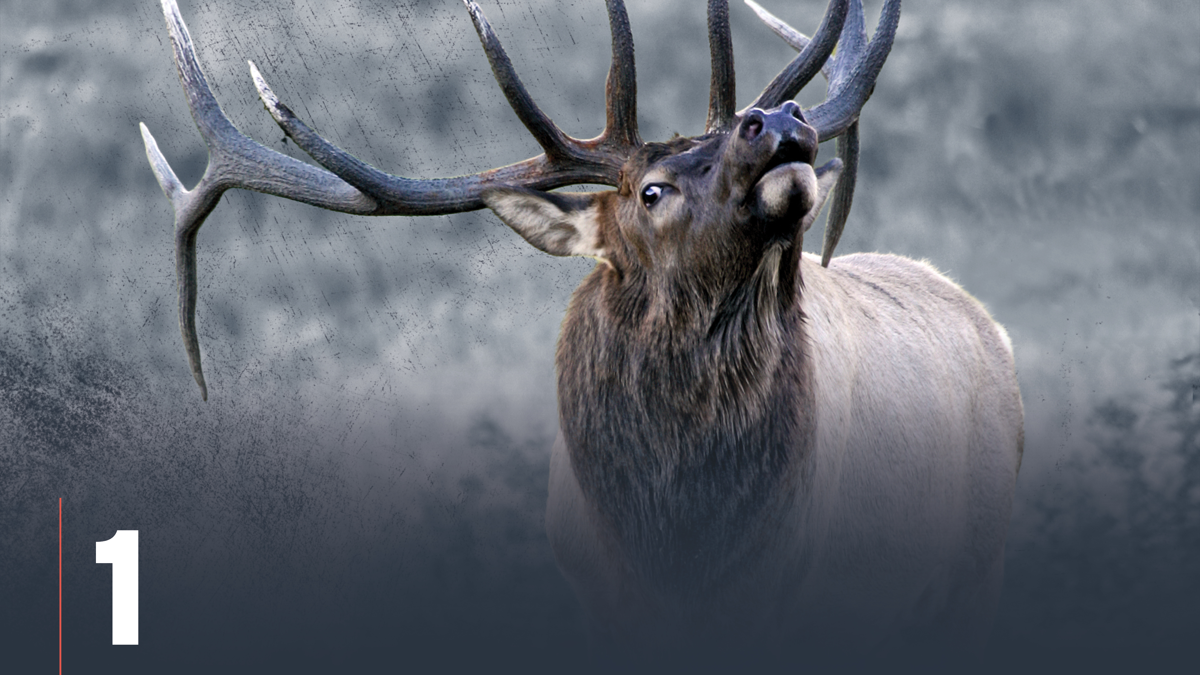 Introduction to Rifle Elk Hunting