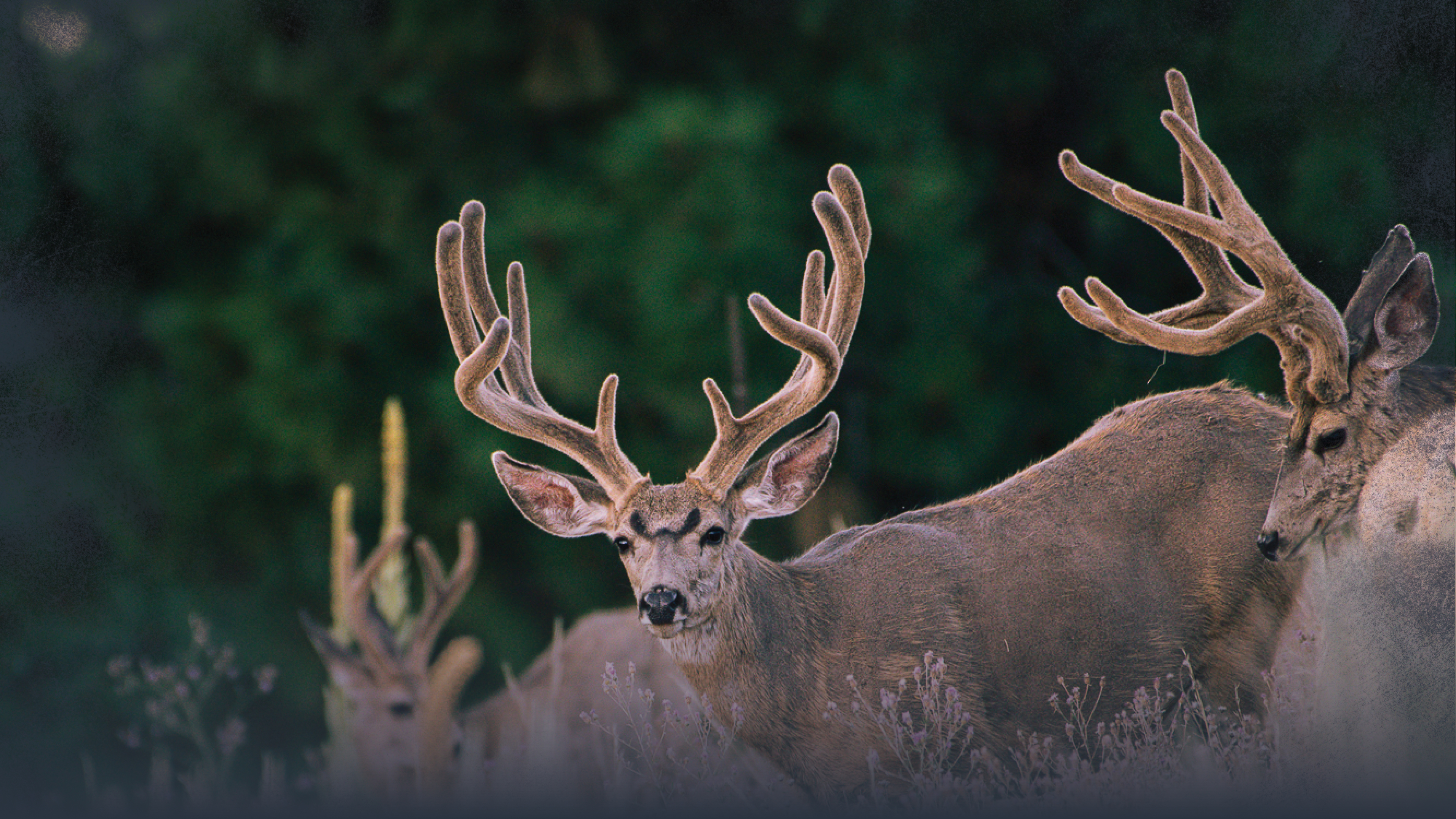 Velvet Mule Deer in August