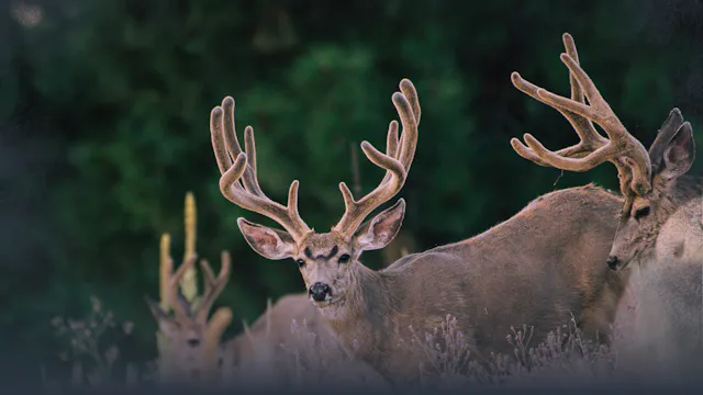 Velvet Mule Deer in August