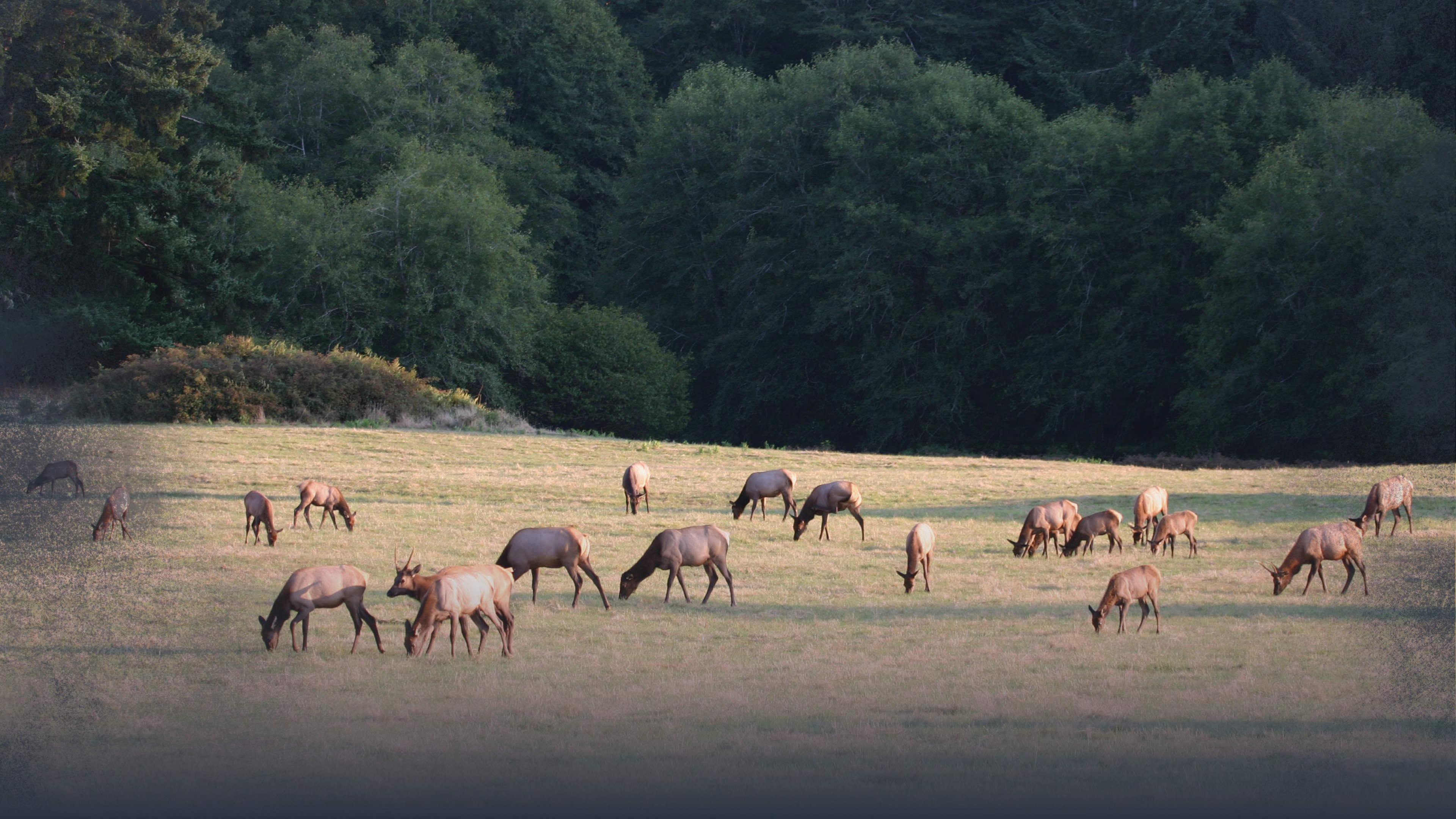 Cow Elk Nutrition & Forage