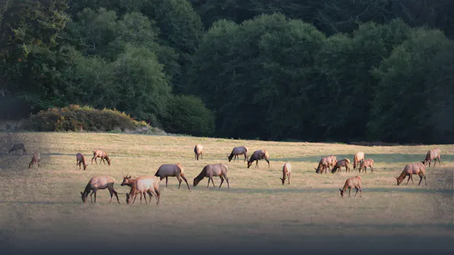Cow Elk Nutrition & Forage