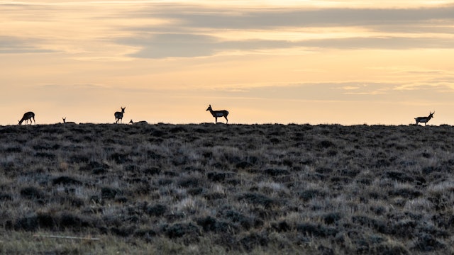Ch. 3 - Pronghorn Antelope Landscapes