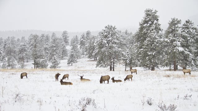 Ch. 4 - Elk Sanctuaries