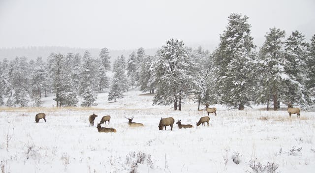 Ch. 4 - Elk Sanctuaries