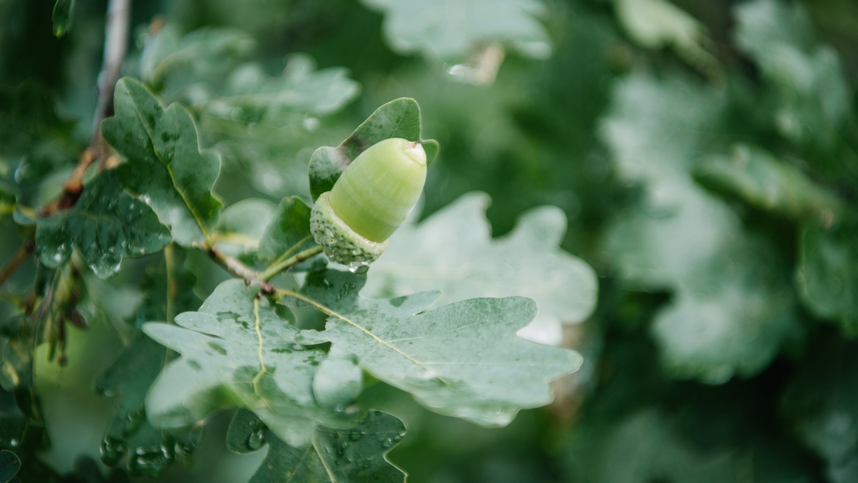 Ch. 6 - Identifying Key Food Sources For Whitetail Deer