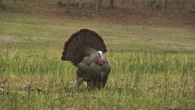 Chapter 6: Closing Thoughts