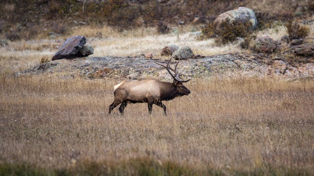 Intro to Module 6 - Elk Hunting Knowl...