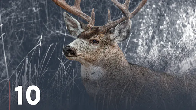 September Mule Deer