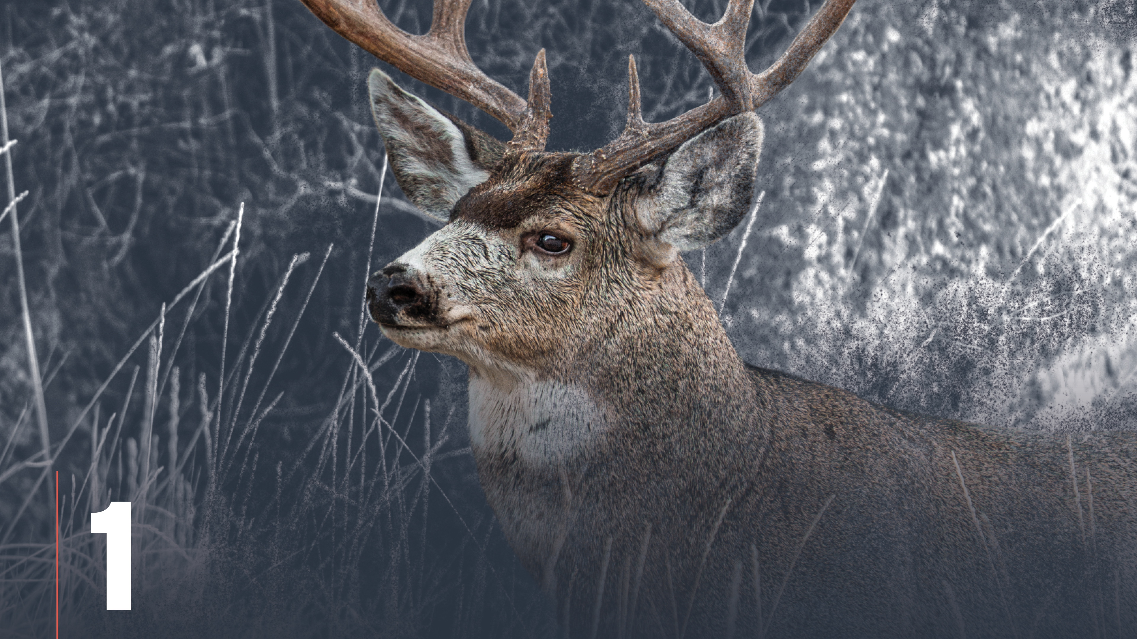 Introduction to Finding Mule Deer & 3-Step Advantage Tactics