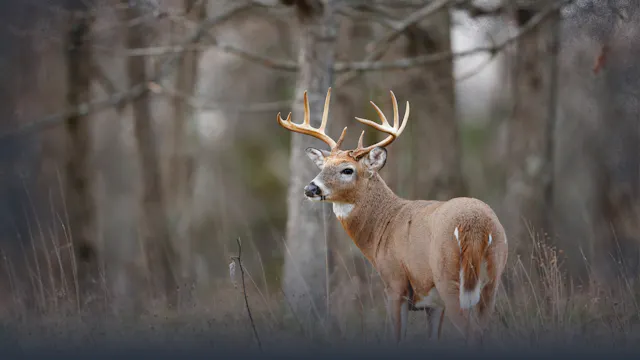 Identifying Important Whitetail Deer ...