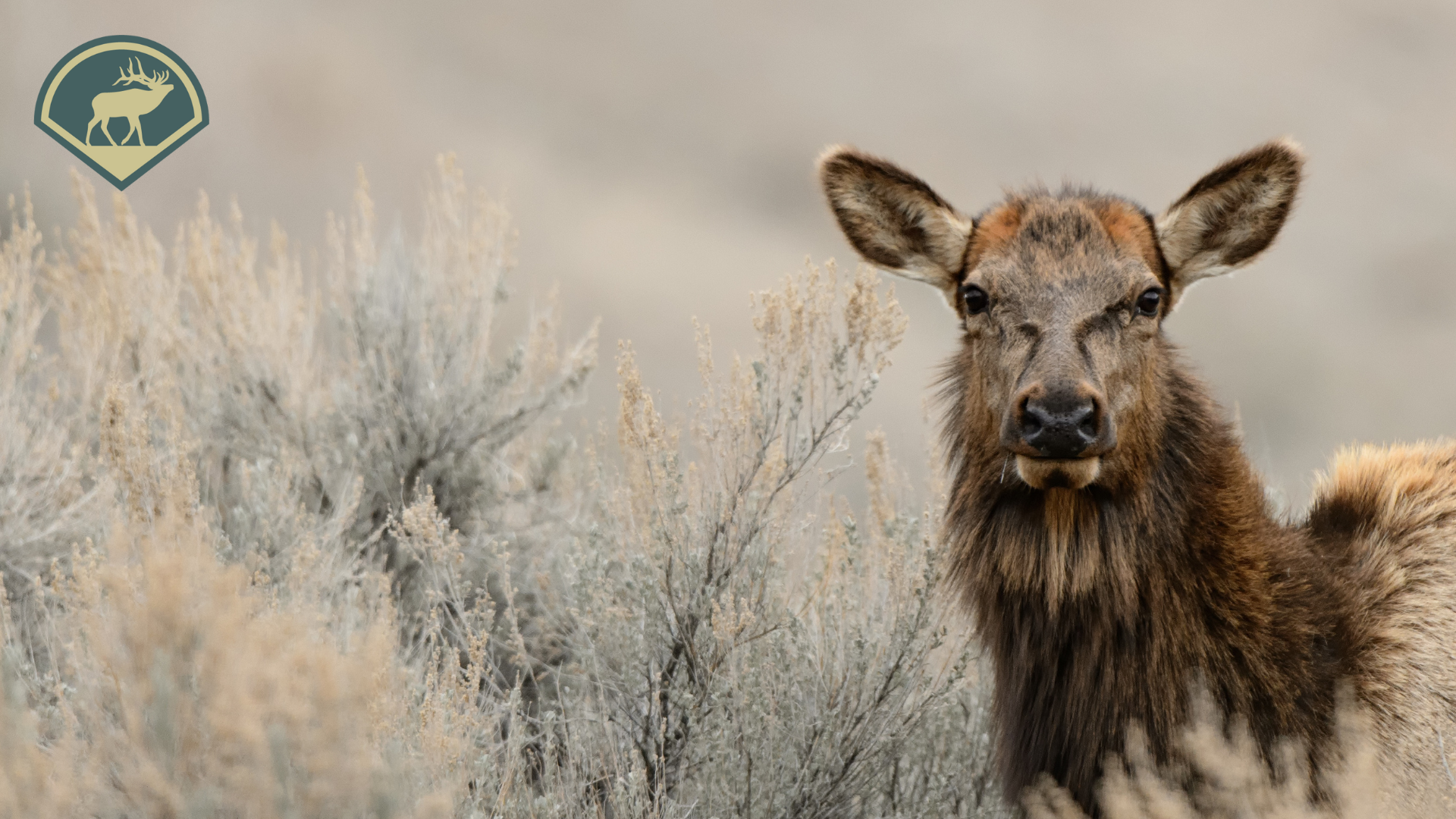 Cow Elk With Corey Jacobsen and Randy Newberg
