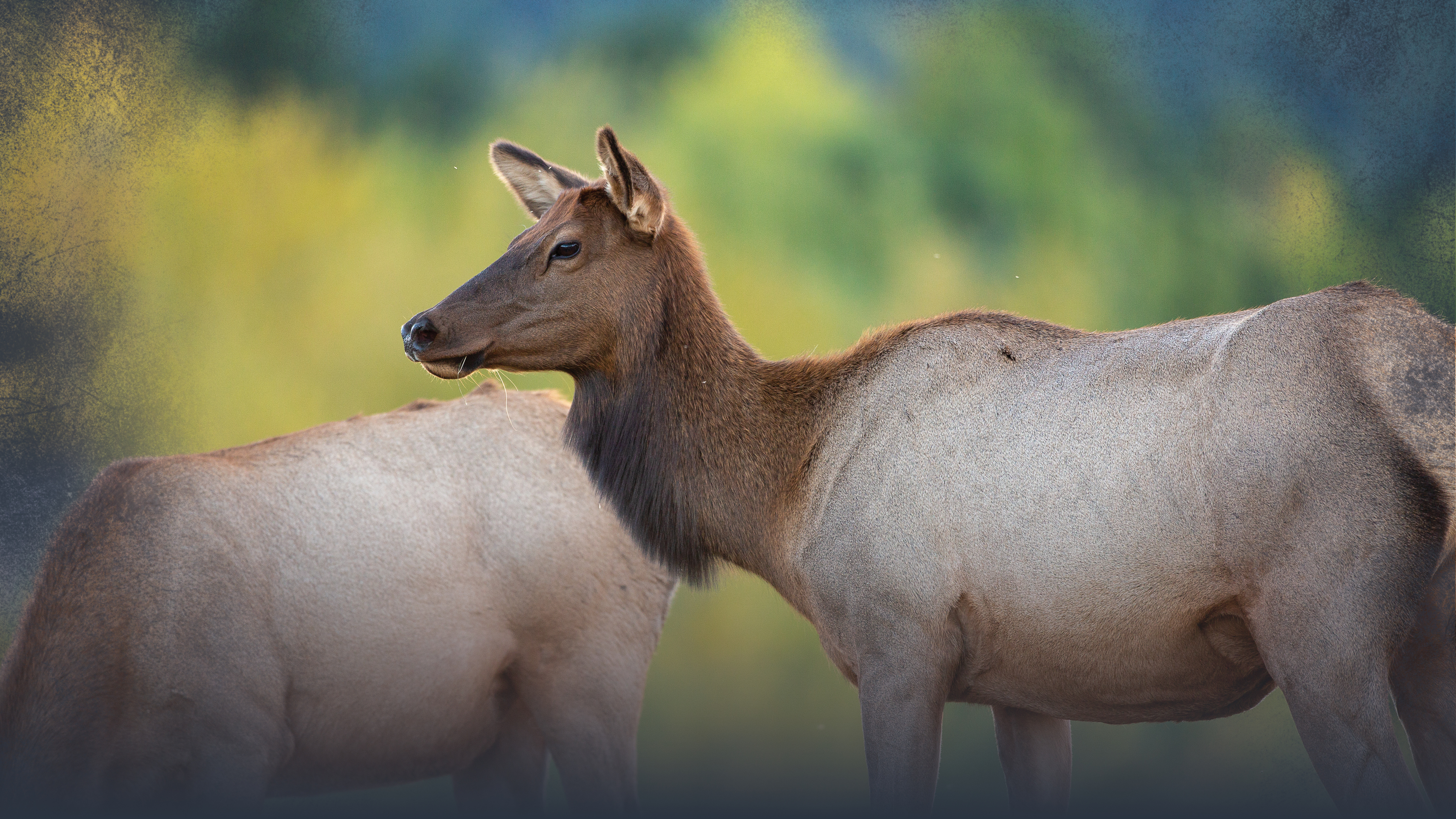 Using Elk Calls: Making Cow Sounds
