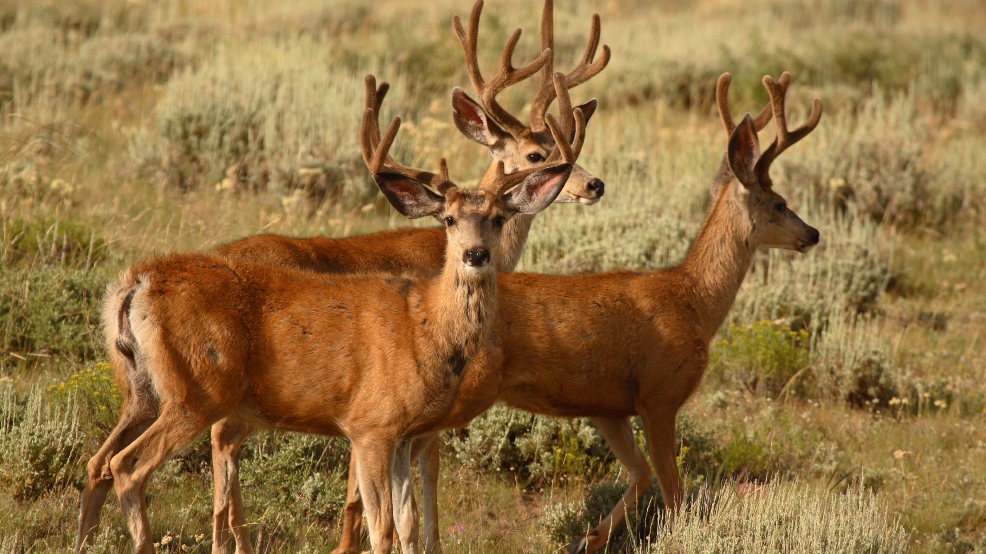 Ch. 7 - The Mule Deer Strike Zone