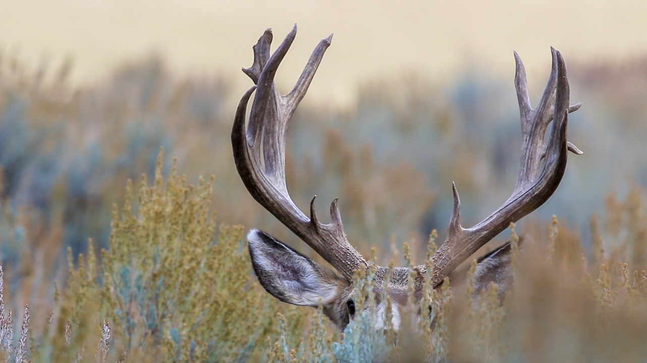 Ch. 3 - Mule Deer Physical Adaptations