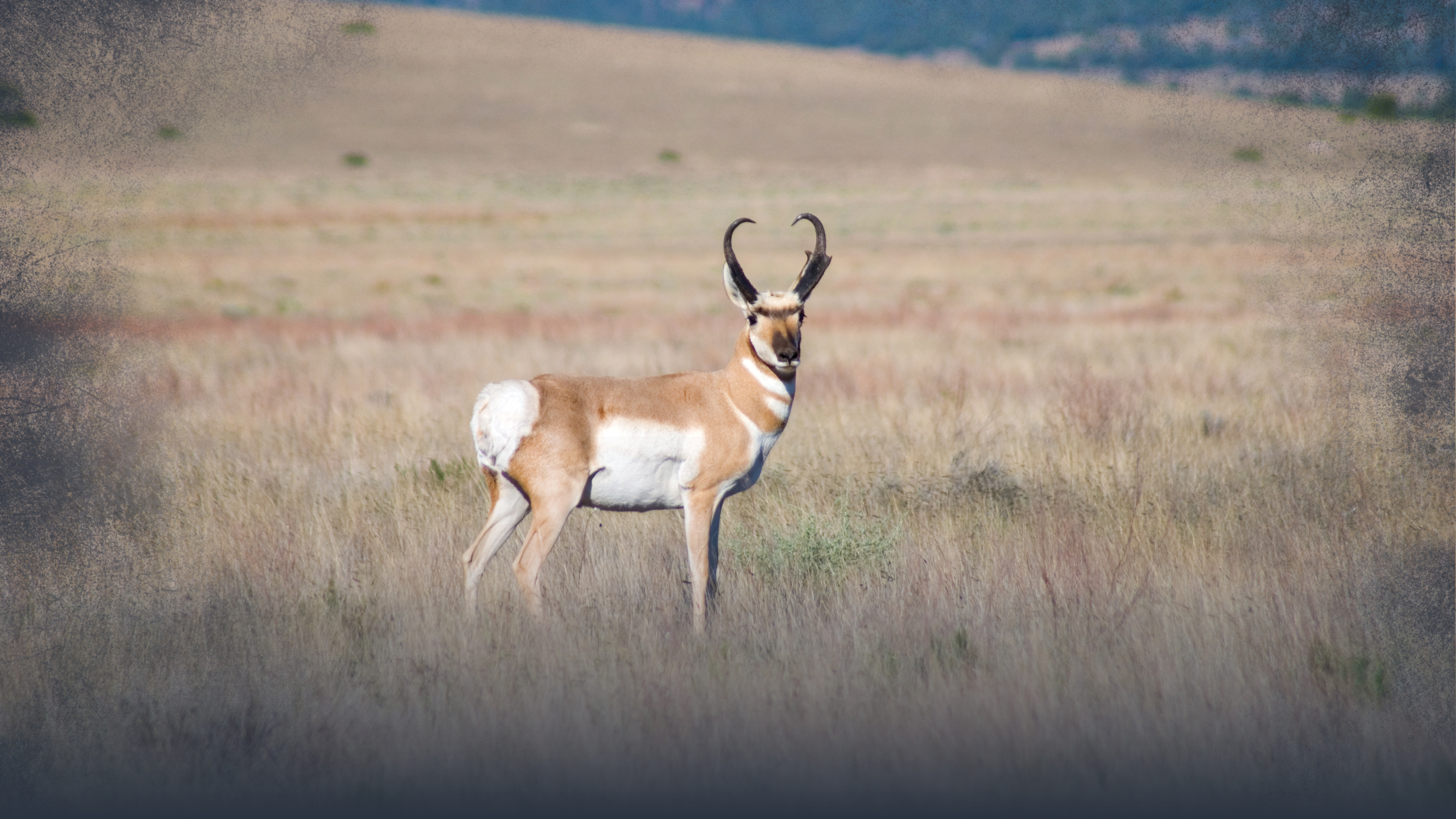 Pronghorn Antelope Physical Adaptations