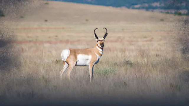 Pronghorn Antelope Physical Adaptations