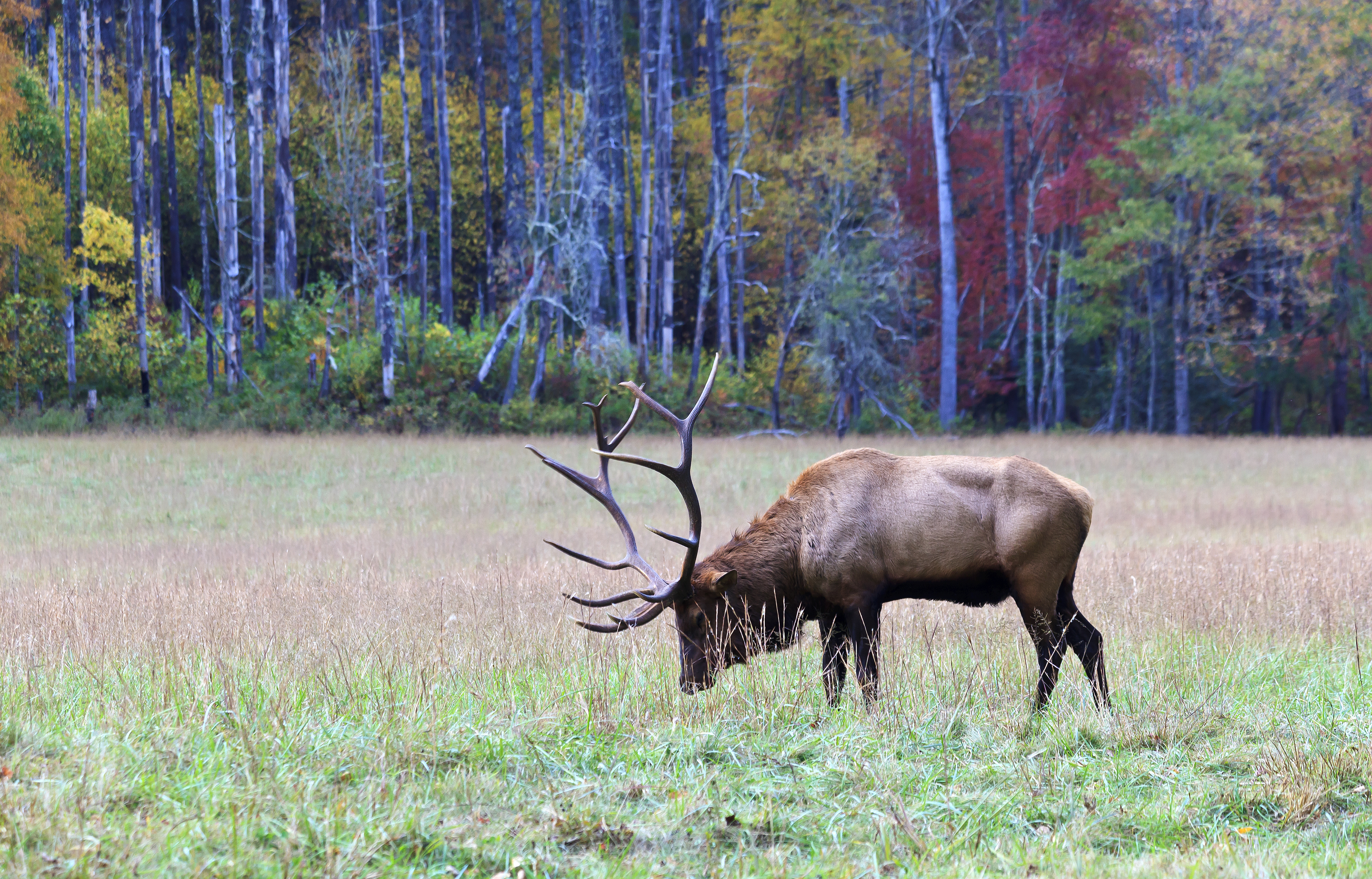 Ch. 3 - Five Calendar Periods of Elk Hunting