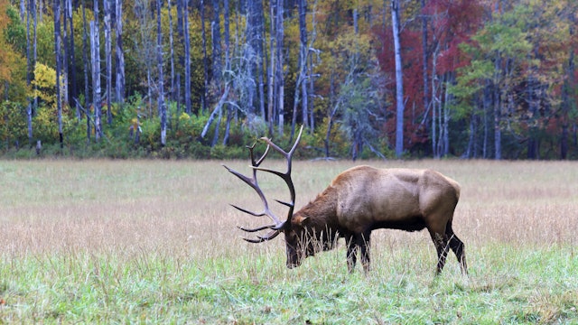 Ch. 3 - Five Calendar Periods of Elk Hunting