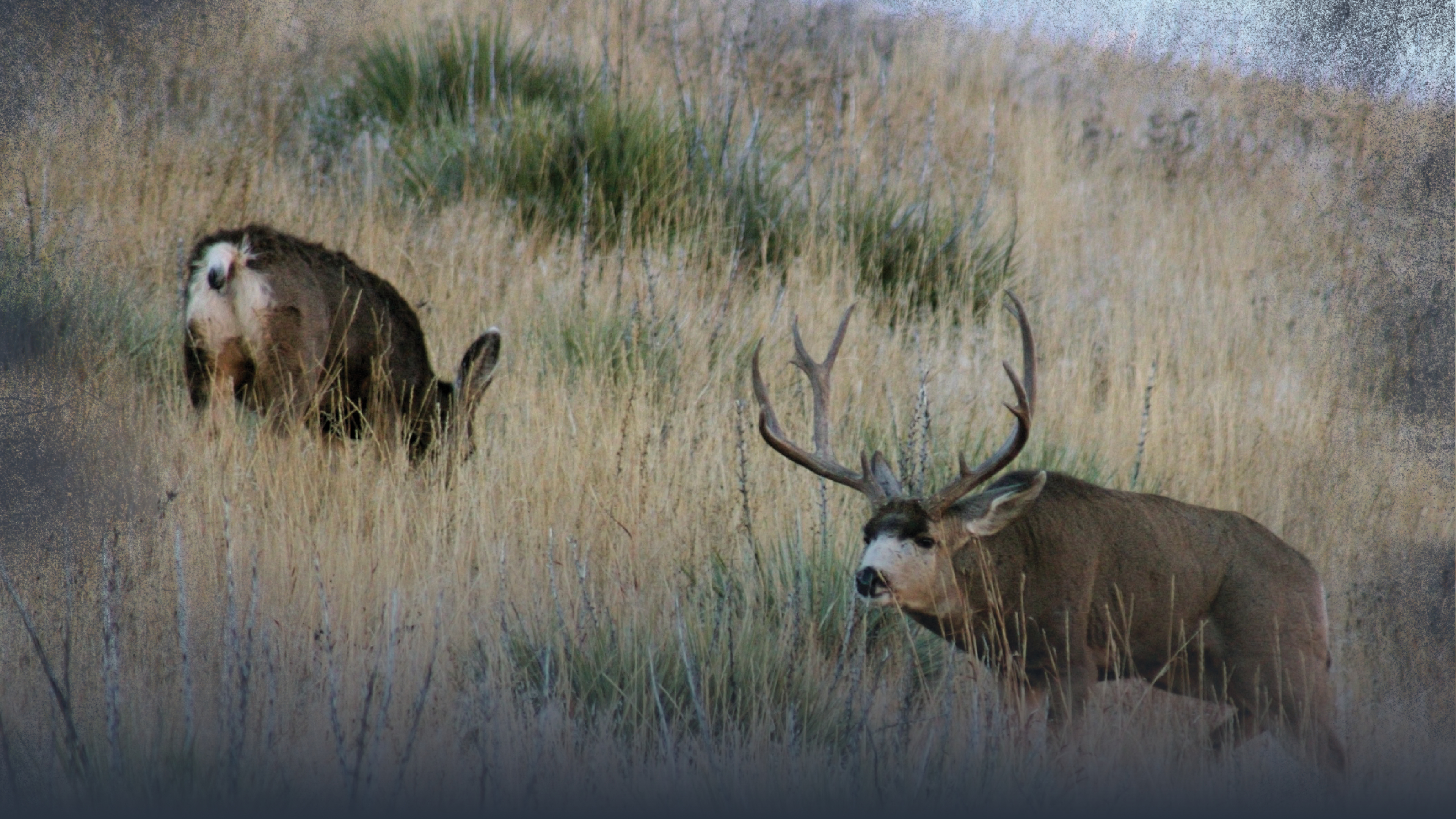 Mule Deer Rut
