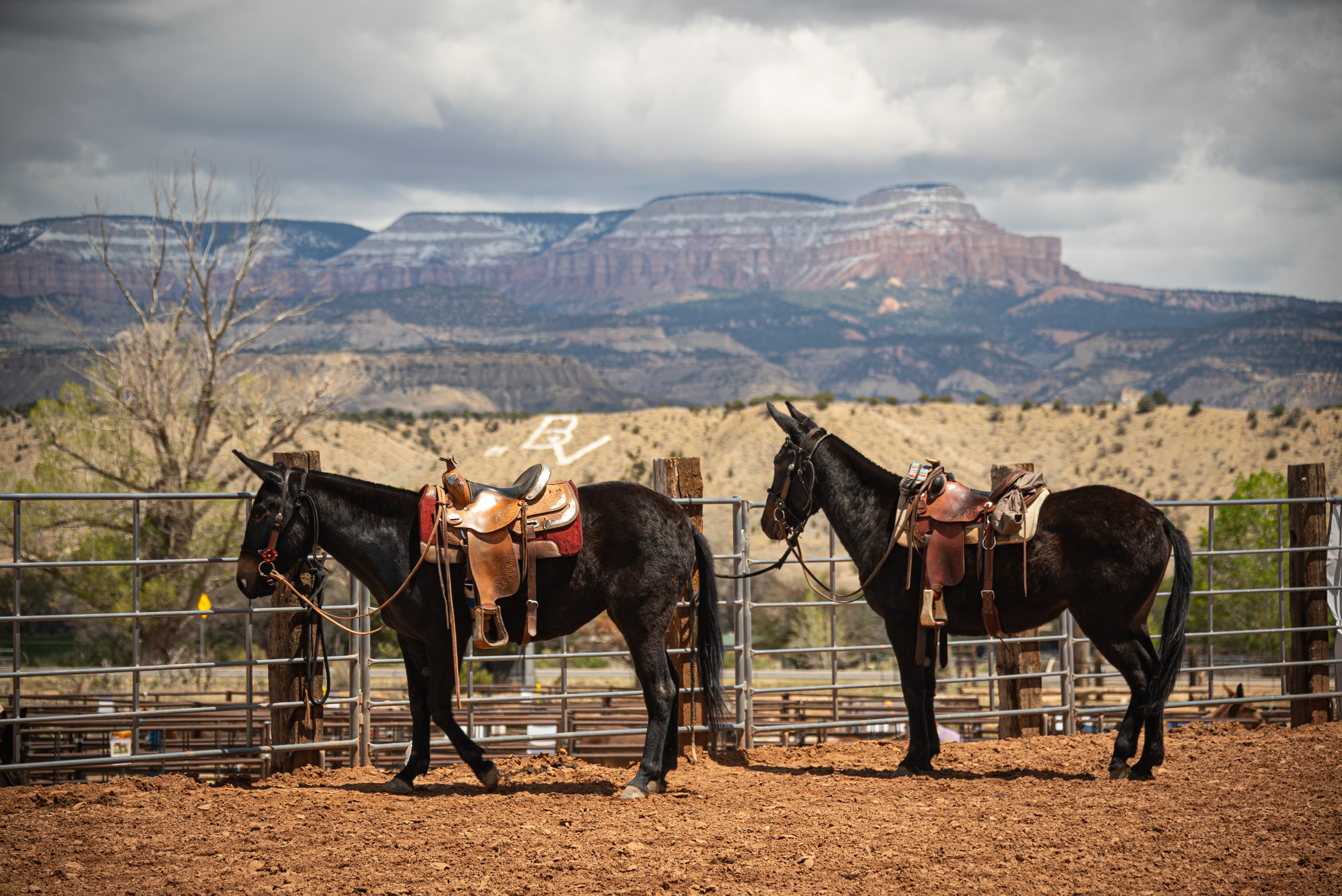 Pack Saddles: Sawbuck vs. Decker