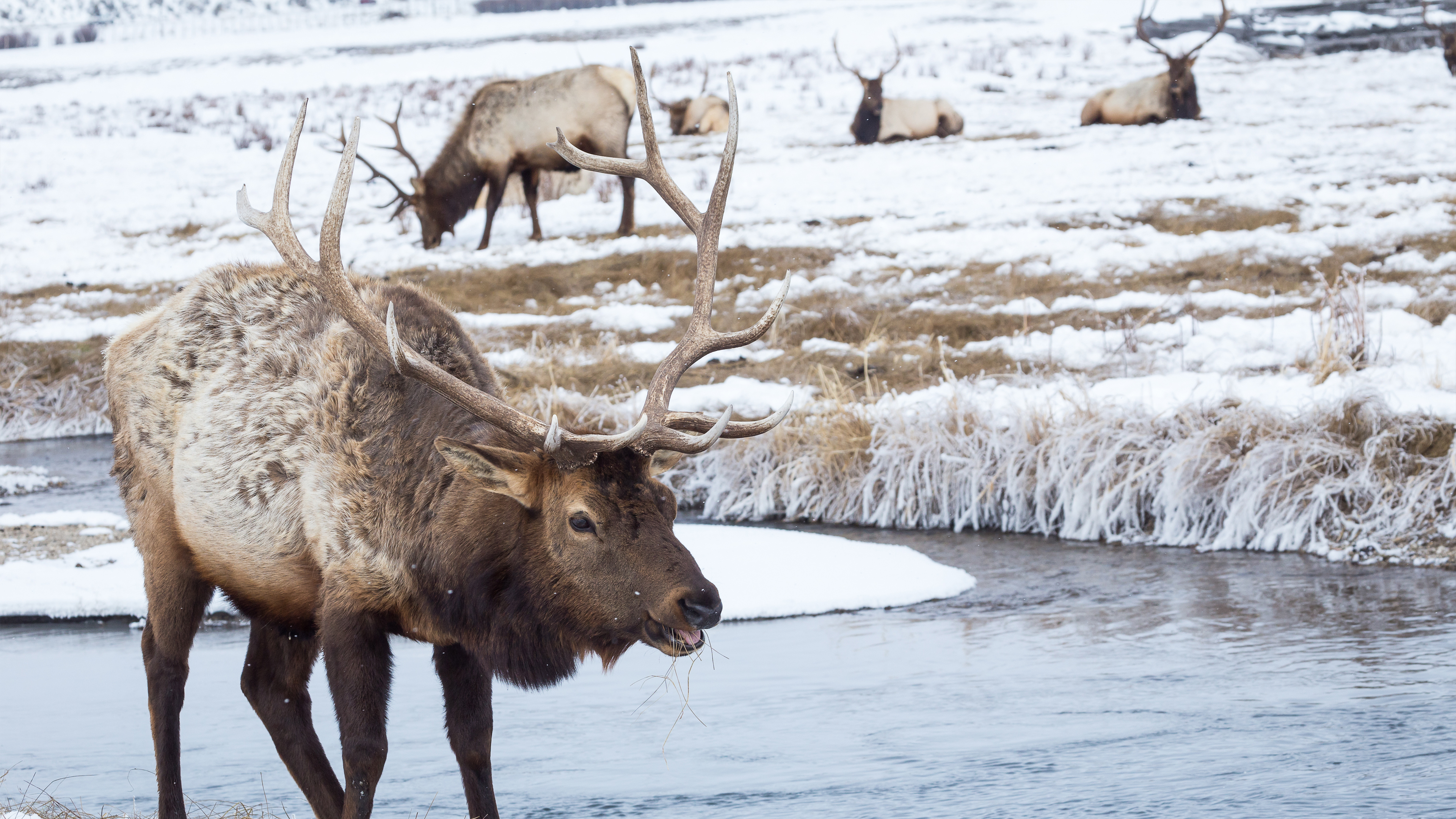 Ch. 7 - Moisture & Non-Migratory Elk