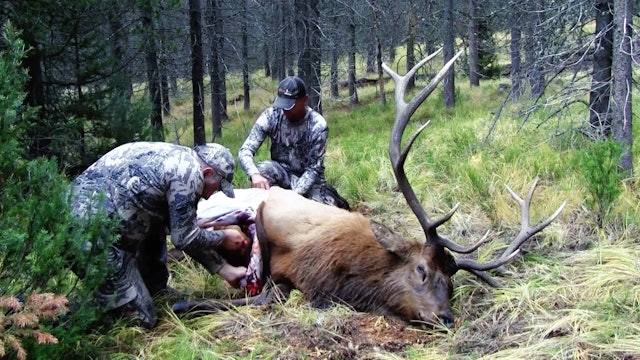 Intro to Module 13 - Field Care Of Elk Meat