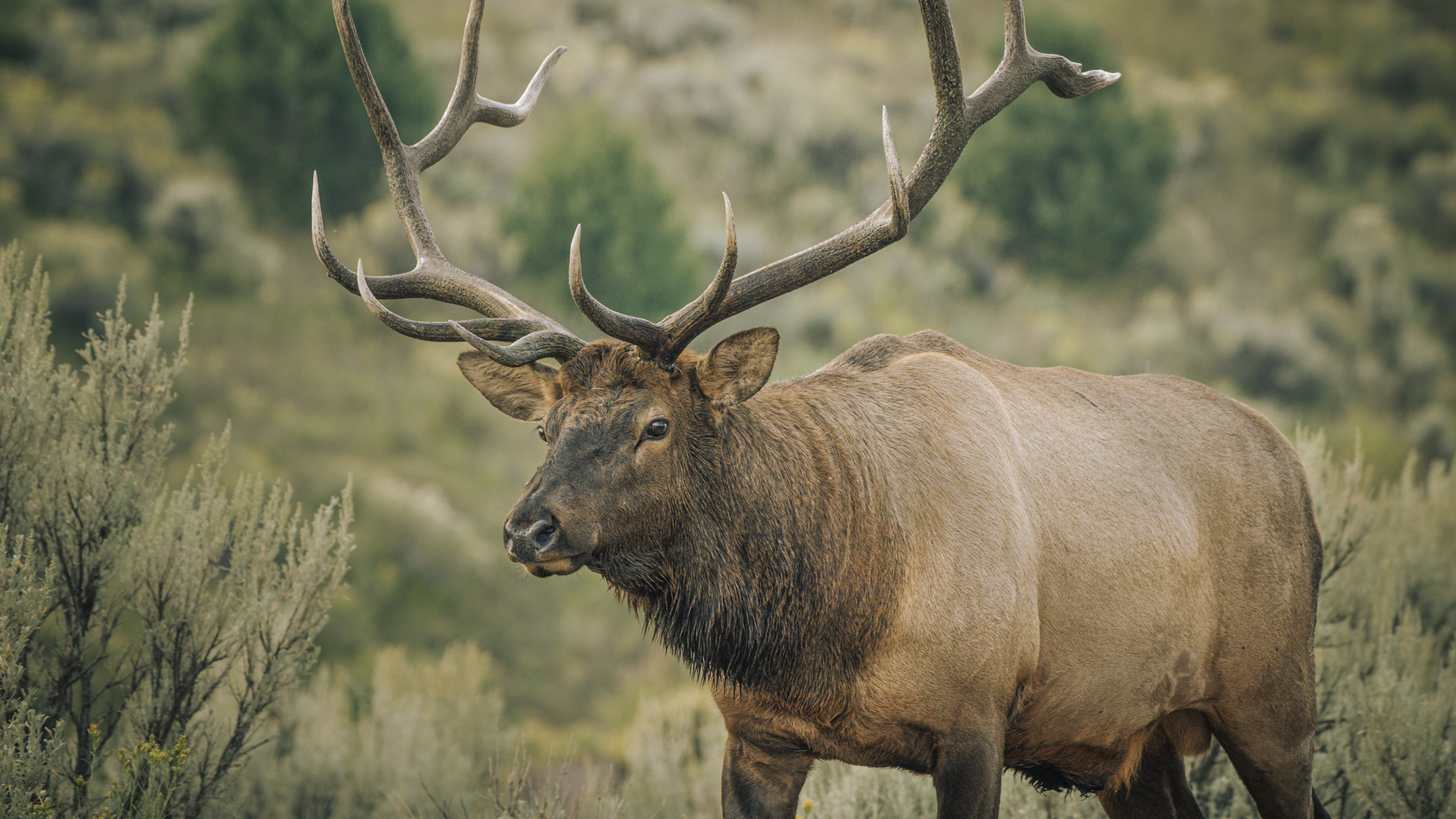 Ch. 7 - Locating Elk: Understanding Needs