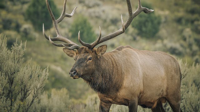 Ch. 7 - Locating Elk: Understanding N...