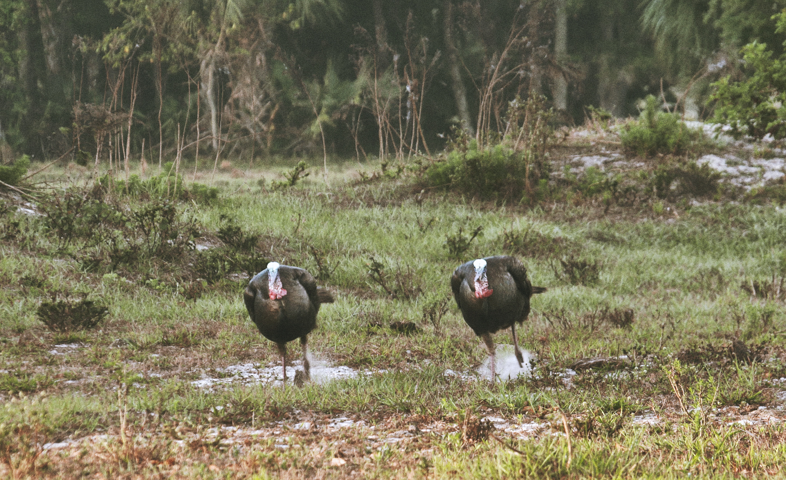 Chapter 3: Hung-Up Turkeys