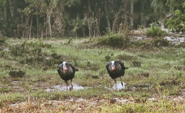 Chapter 3: Hung-Up Turkeys