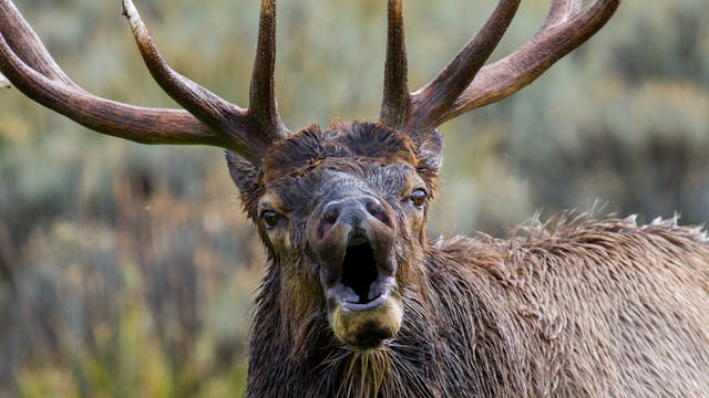 Ch. 5 - Using Elk Calls: Making Bull ...