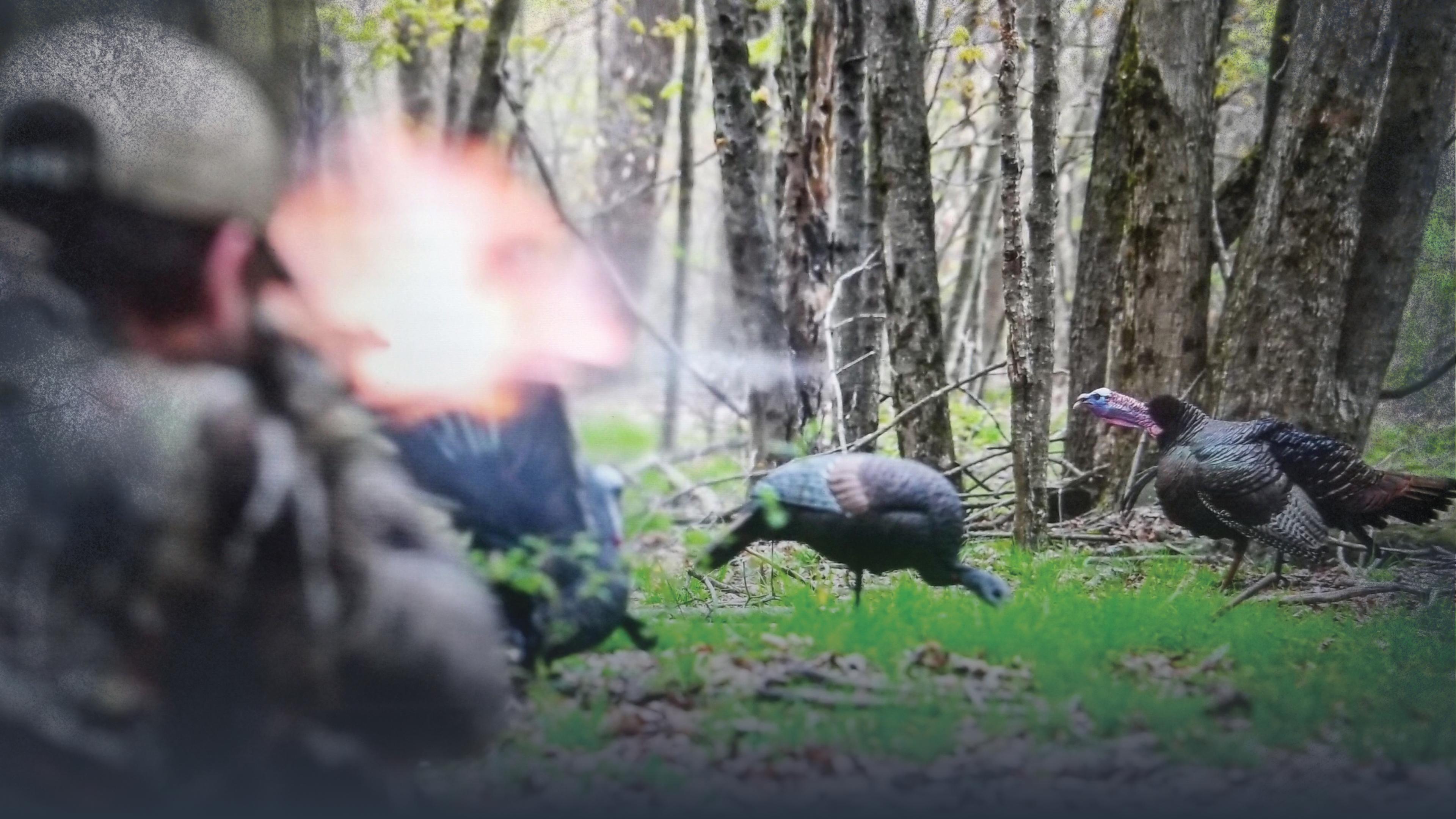 Decoys