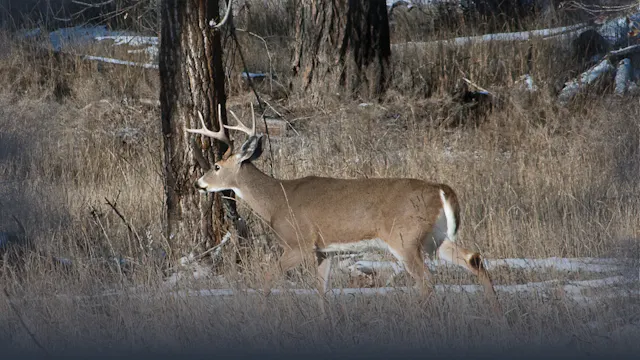 Whitetail Deer Shed Hunting