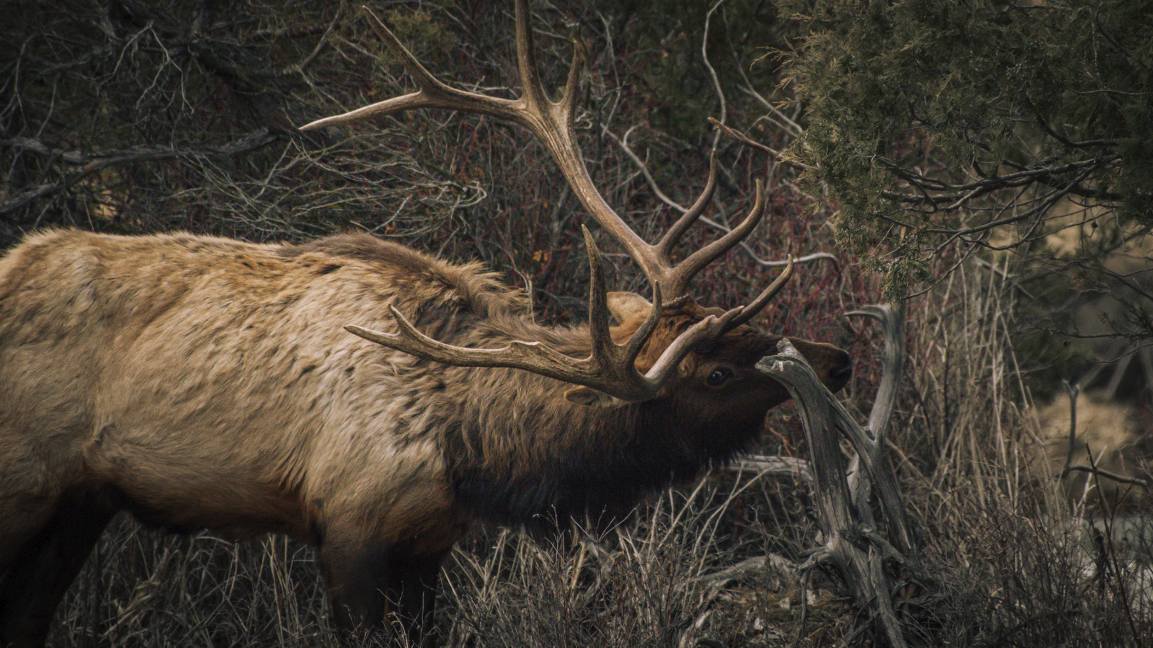 Ch. 17 - Supplements to Calling Elk: Raking, Decoys, and Midday Madness