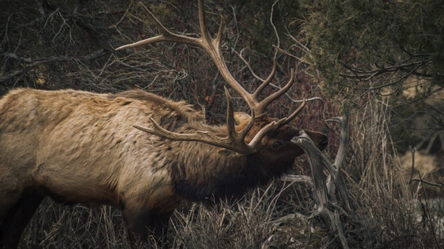 Ch. 17 - Supplements to Calling Elk: Raking, Decoys, and Midday Madness