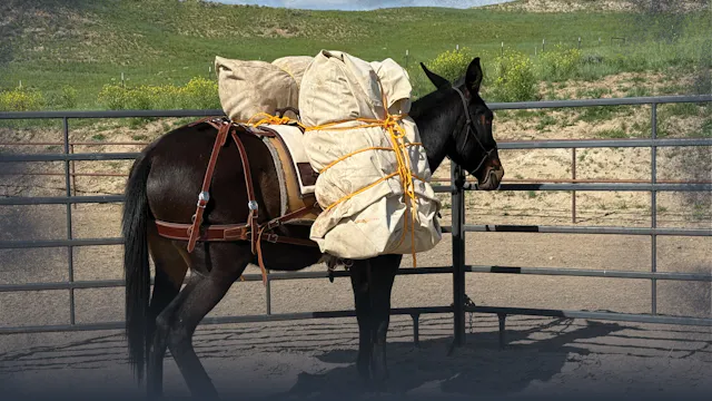 3: Introduction to Packing