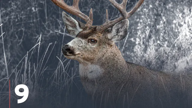 Velvet Mule Deer in August