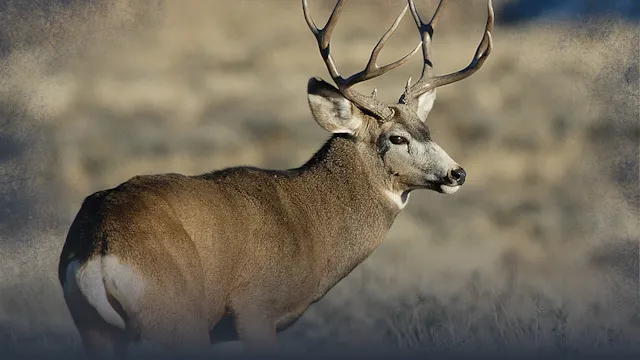 September Mule Deer