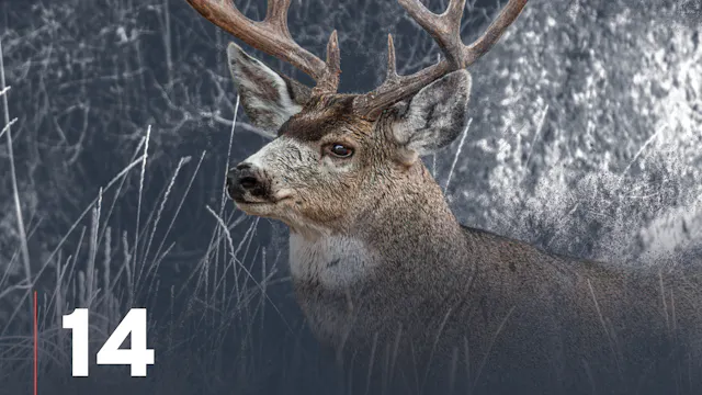 Conclusion to Finding Mule Deer