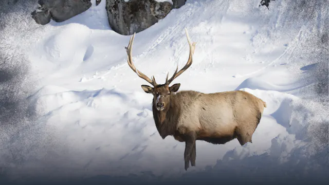 Weather & Migratory Elk