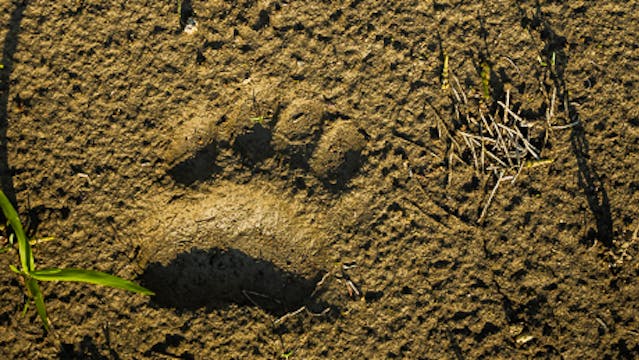 Chapter 2: Safety in Bear Country