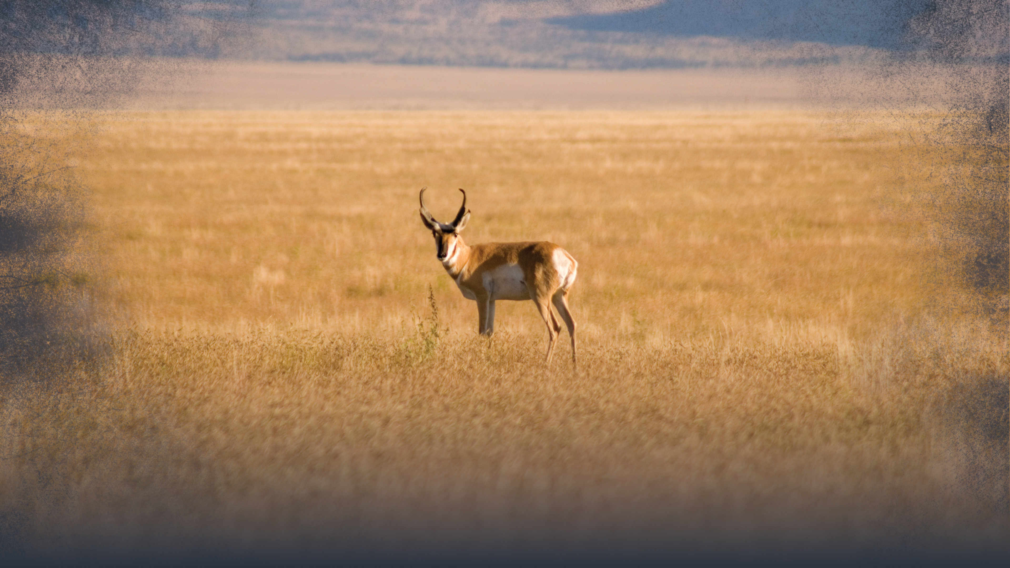 Archery Pronghorn Antelope Hunting