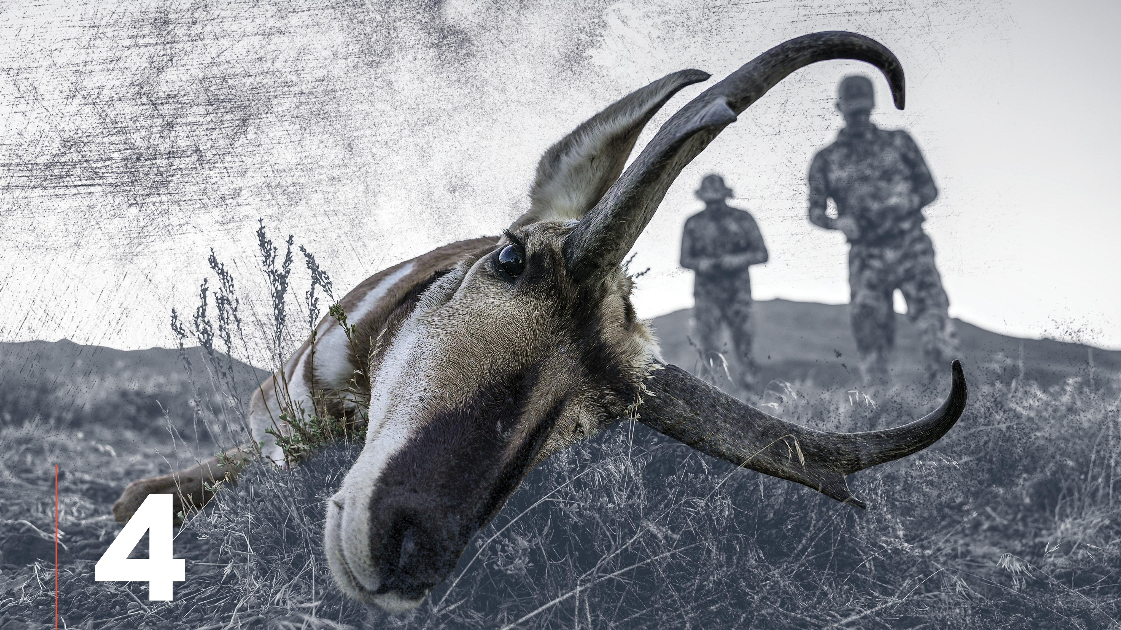 Pronghorn Antelope Needs: Food & Forage
